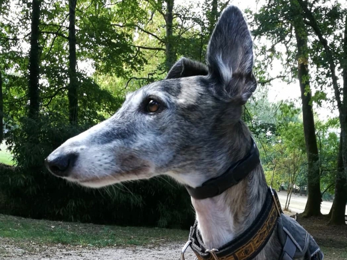 Whippet À Adopter Thisisourland