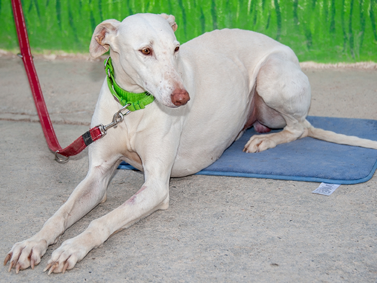 PEPITO - EX-JUAN PALOMO