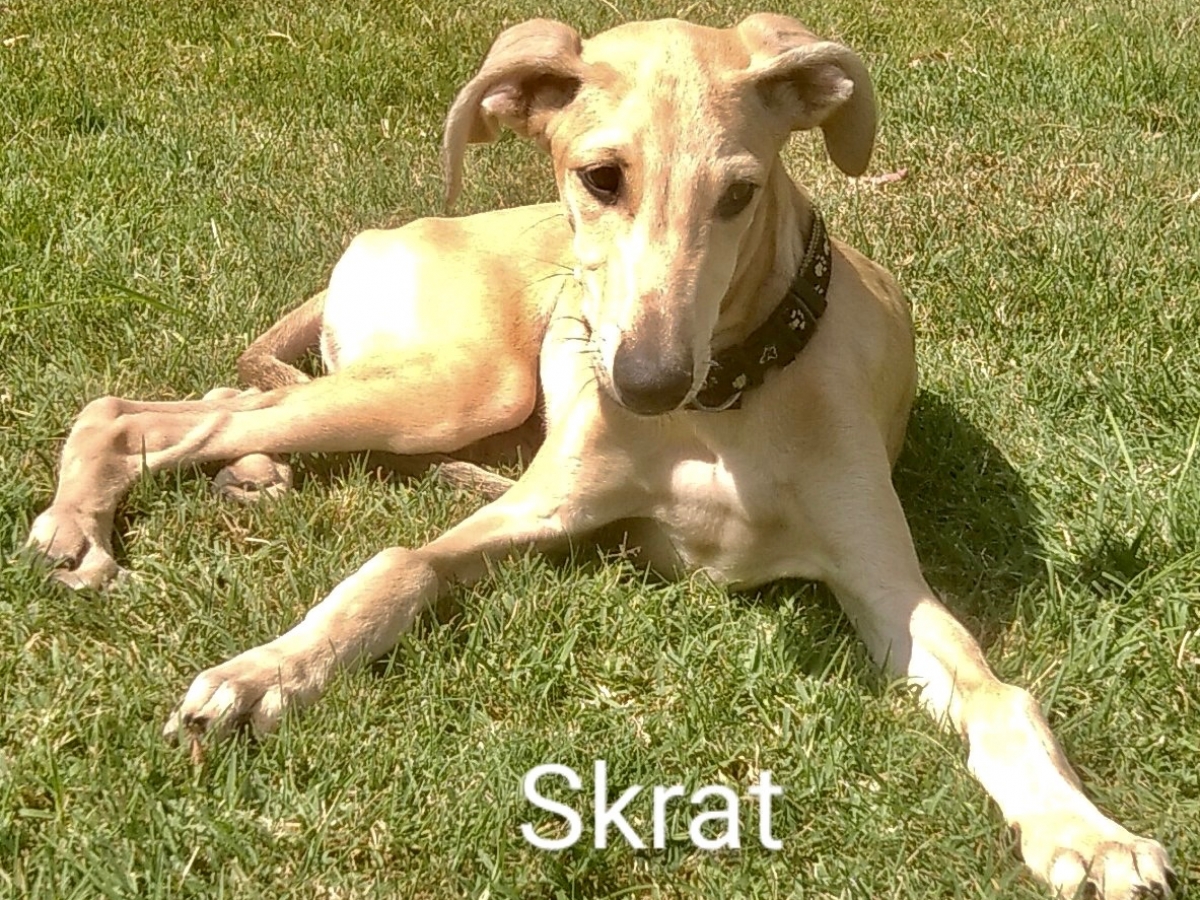 SKRAT
