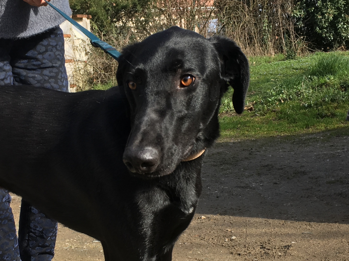 ROCKO (ANCIEN ROBBIE)